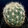 Echinomastus_ungispinus